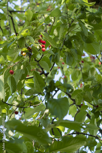 Ripe cherries on a branch with green leaves.