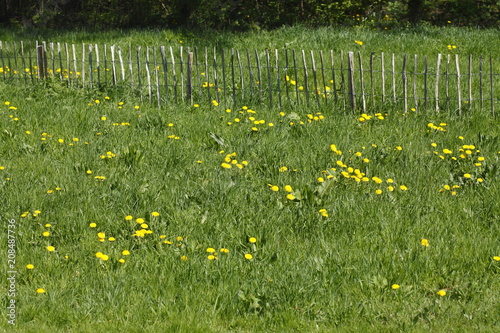 Holzzaun, Gartenzaun, Blumenwiese photo