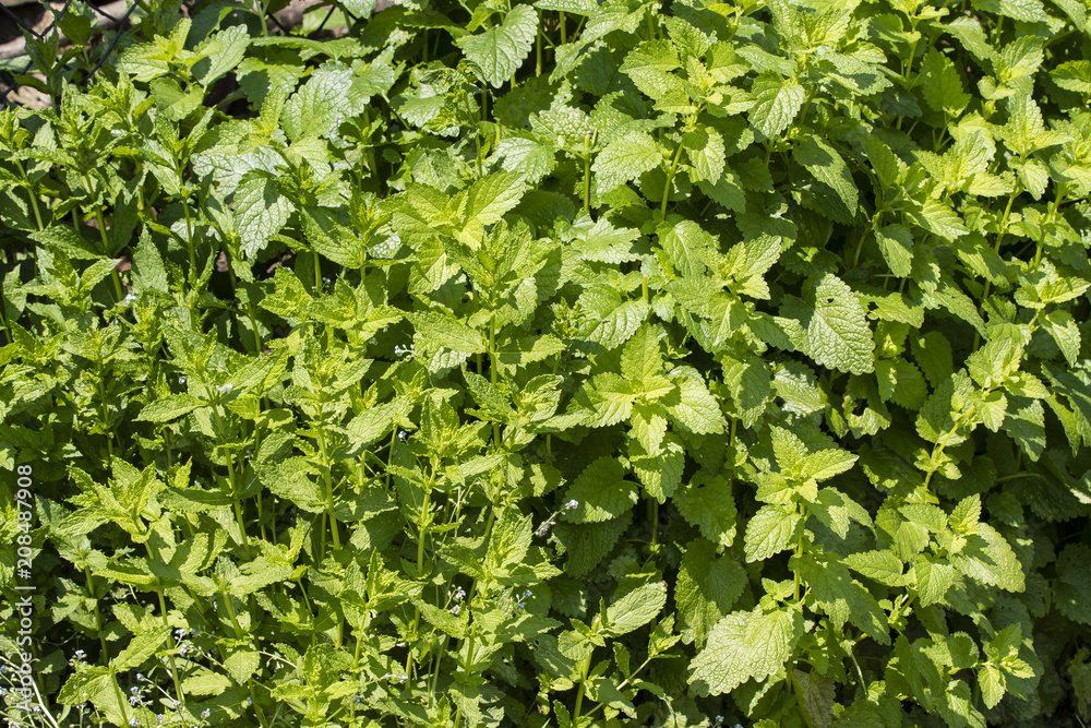 Green leaves of mint and blossoms growing side by side. Green leaves of mint and blossoms growing side by side.