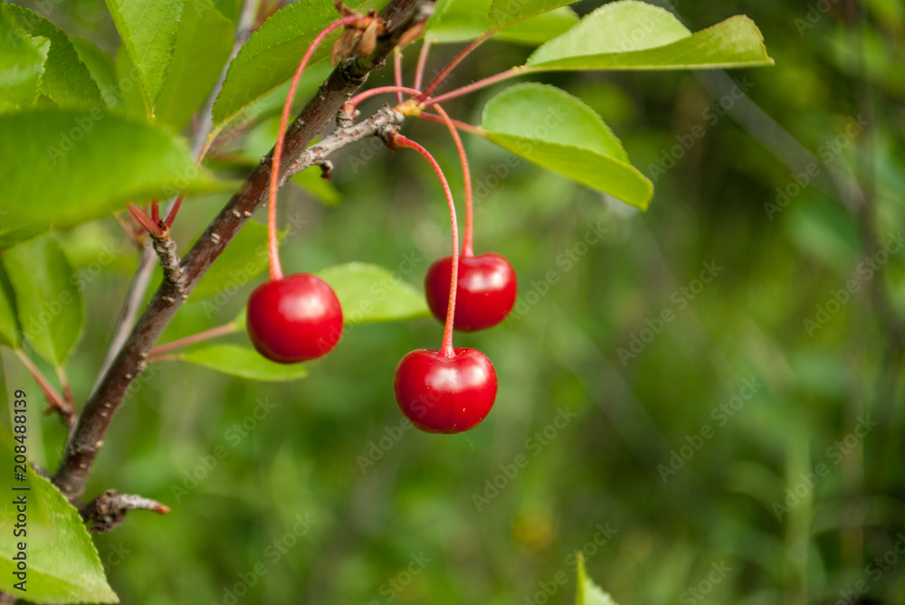 Ripe cherry red on a green background on a cherry branch Ripe cherry red on a green background on a cherry branch