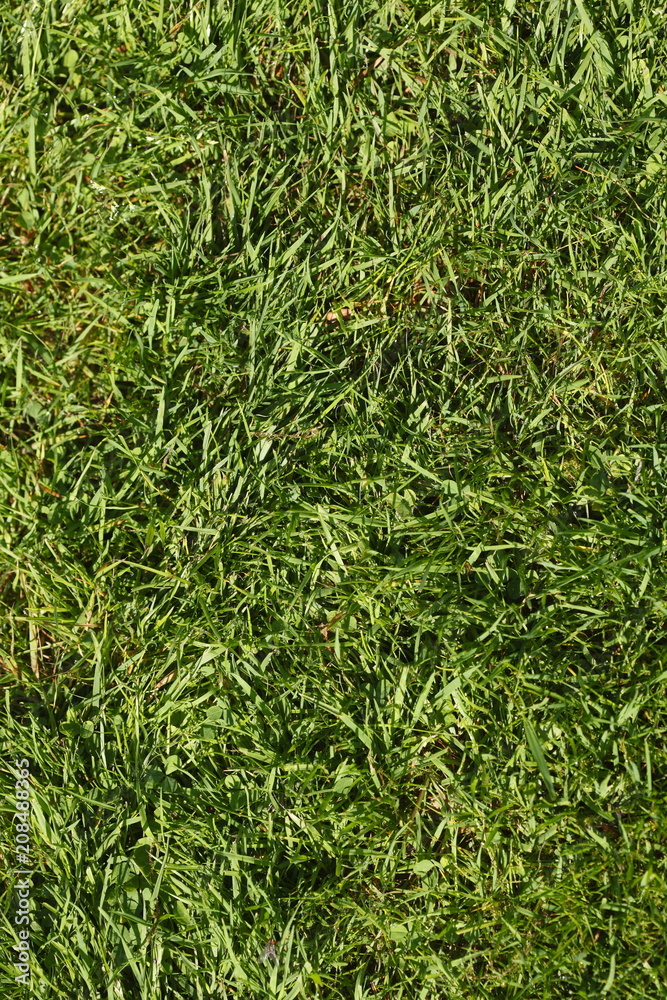 Obraz premium Grüne Rasenfläche