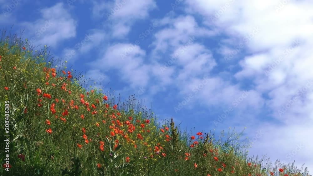 Meadow grasses and red poppies grow and blossom on a hill in a summer sunny day Meadow grasses and red poppies grow and blossom on a hill in a summer sunny day