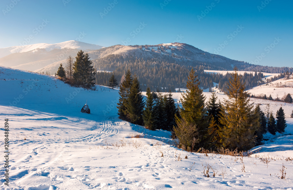 spruce trees on snowy hillside. beautiful frosty day. borzhva mountain ridge in the distance. lovely Carpathian scenery