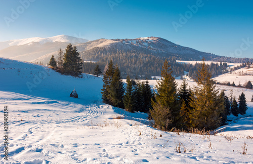 spruce trees on snowy hillside. beautiful frosty day. borzhva mountain ridge in the distance. lovely Carpathian scenery