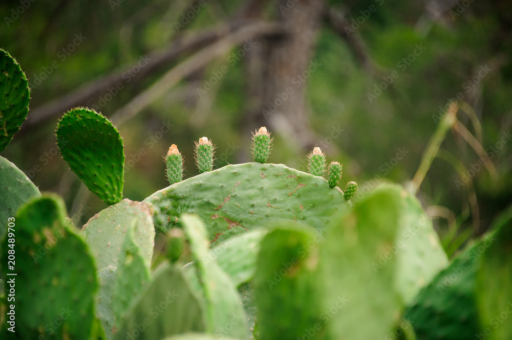 Close up macro photography of cactuses in the desert. Texture background Close up macro photography of cactuses in the desert. Texture background