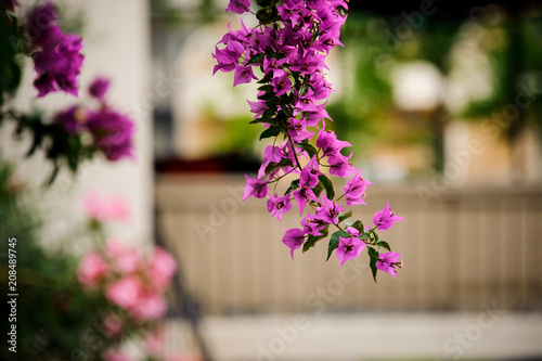 Beautiful branch of blooming pink tree on the background of town