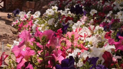 Colorful flower that move with the wind