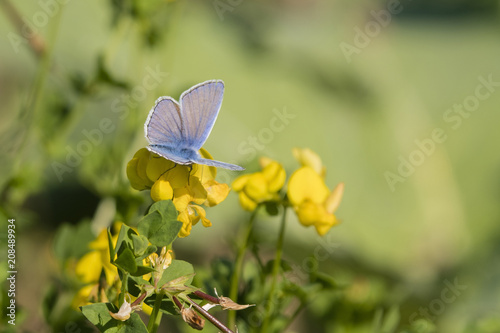 Blue butterfly on a yellow flower. © lapis2380