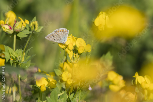 Blue butterfly on a yellow flower. © lapis2380