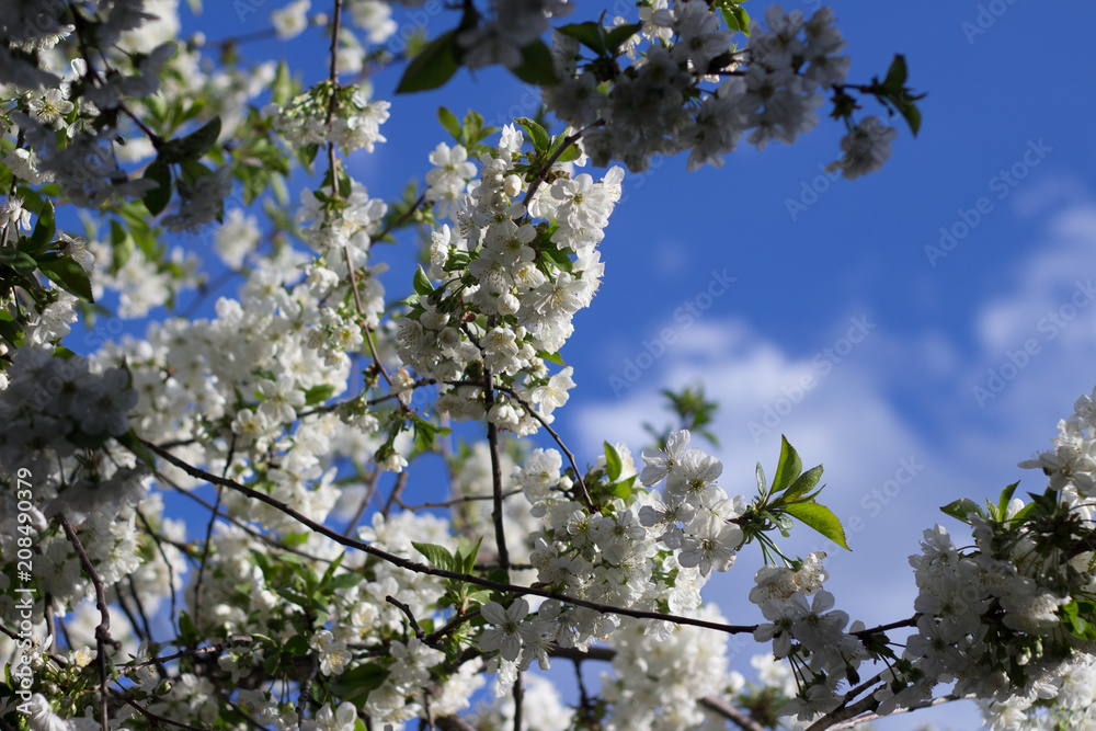 Blooming cherry branch. In the blue sky with clouds. Blooming cherry branch. In the blue sky with clouds.