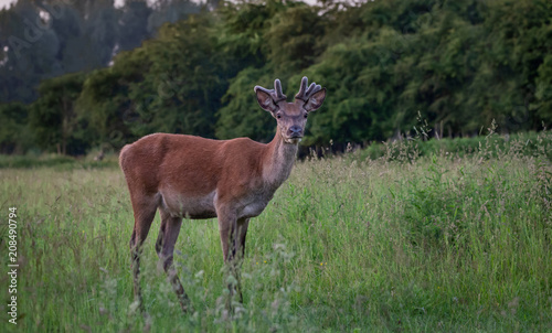 Male Red Deer © Randy van Domselaar