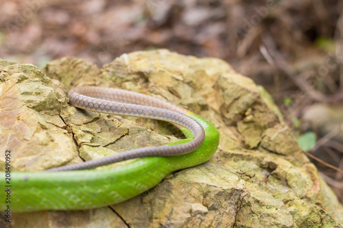 Green snake notice that the tail is toxic. © weerachaiphoto