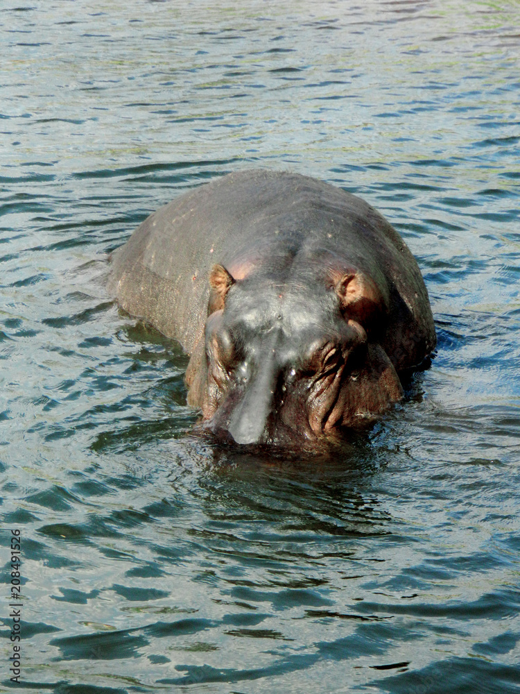 Fototapeta premium Hippos under water