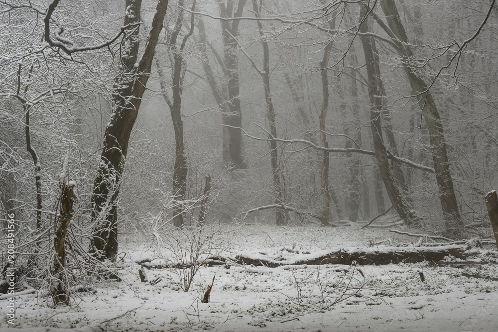 Fototapeta premium Cold spring