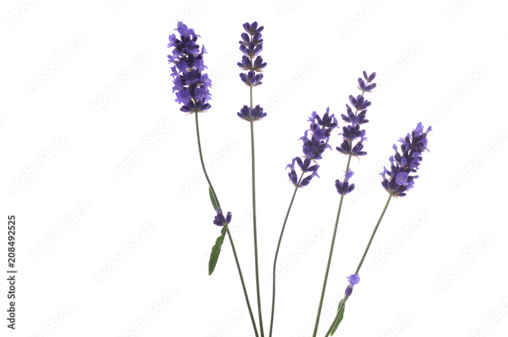 Naklejka premium blooming lavender on a white background