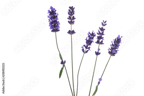 blooming lavender on a white background