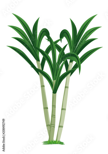 sugar cane plant vector design
