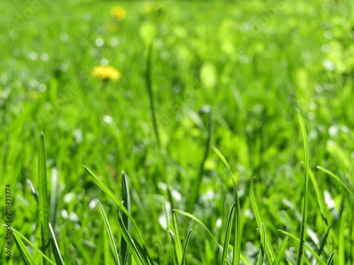 Green grass with wildflowers in sunny day, selective focus, close up. Green nature background, shallow depth of field