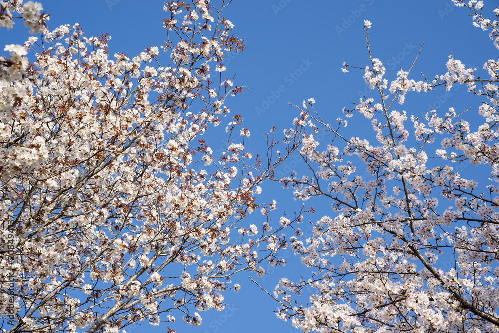 青空の下のソメイヨシノと山桜の花