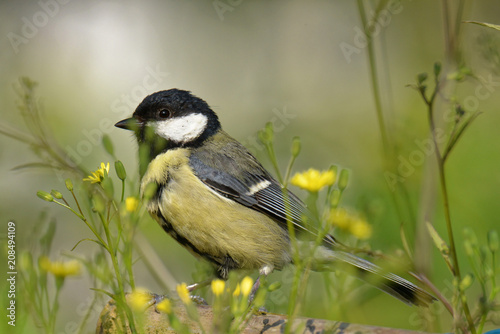 Mésange de mon jardin