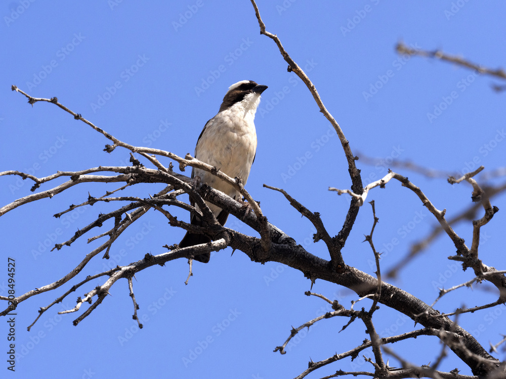 White-crowned Shrike, Eurocephalus aguitimens, Kalahari, South Africa White-crowned Shrike, Eurocephalus aguitimens, Kalahari, South Africa