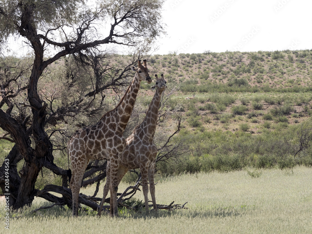 Naklejka premium South African Giraffe Wedding Dances, Giraffa camelopardalis giraffa, Kalahari, South Africa