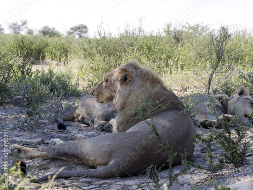Fototapeta Naklejka Na Ścianę i Meble -  Resting Lion, Panthera leo, Kalahari, South Africa
