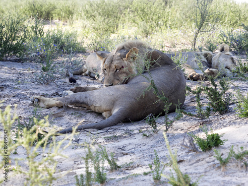 Fototapeta Naklejka Na Ścianę i Meble -  Resting Lion, Panthera leo, Kalahari, South Africa