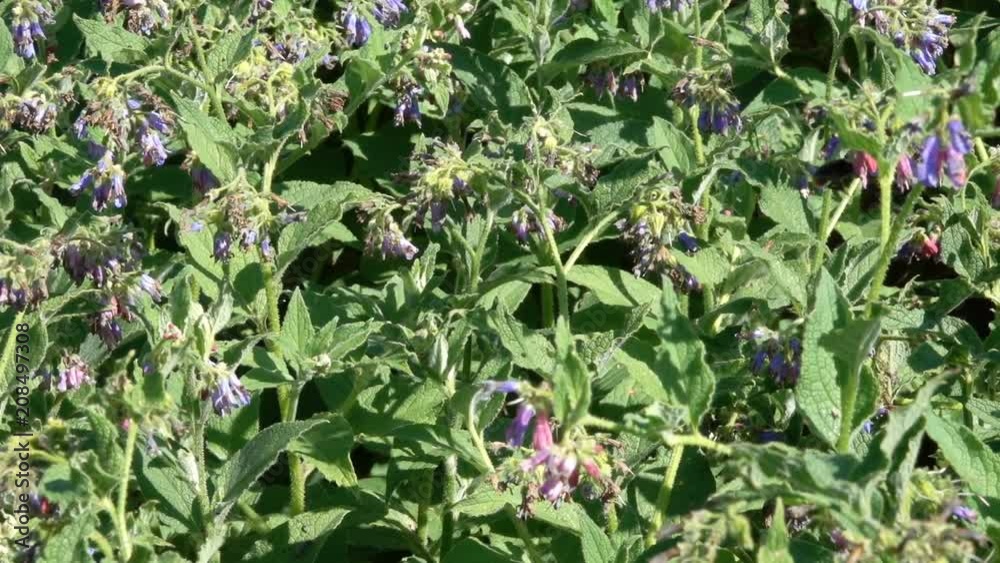 The medicinal plant is a jaunty (comfrey) blooming in the botanical garden on a summer sunny day The medicinal plant is a jaunty (comfrey) blooming in the botanical garden on a summer sunny day