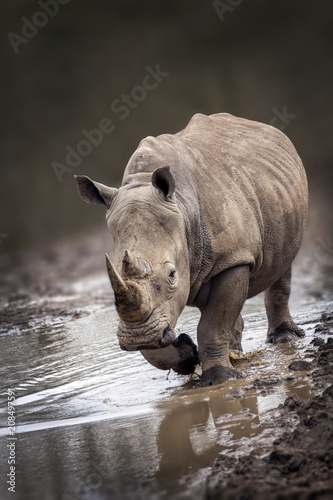 Rhinoceros portait with a slight front view angle