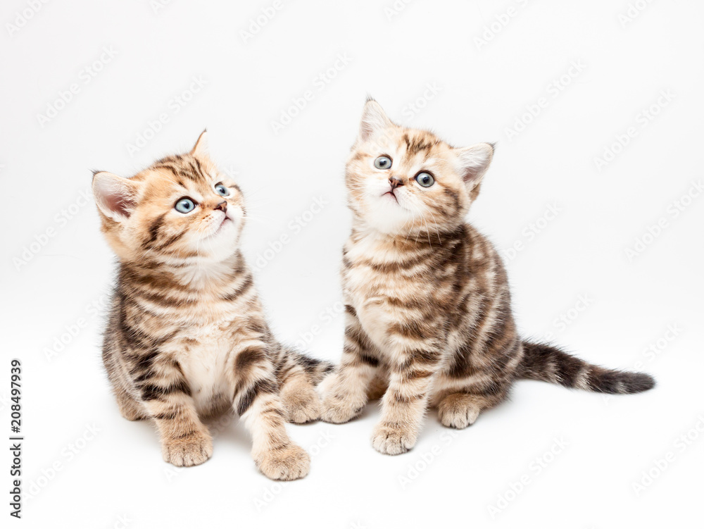 British short hair kittens. British short hair kittens.