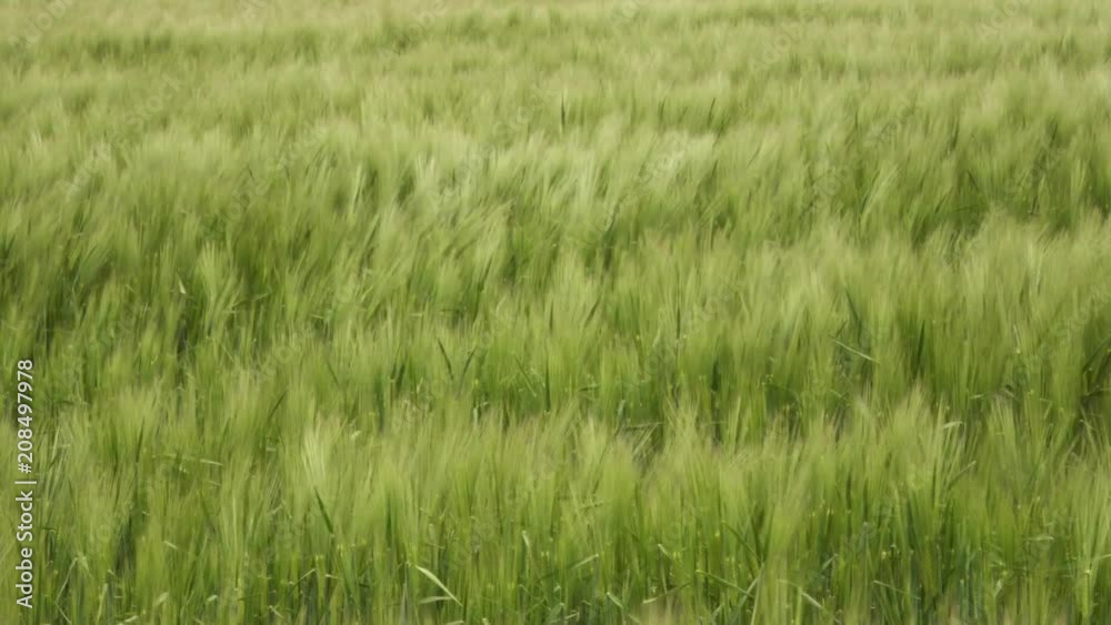 Waves on the green field of young wheat Waves on the green field of young wheat