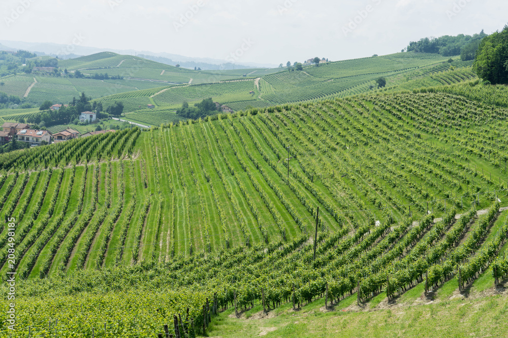 A view of vineyards in the Langhe, Piedmont - Italy