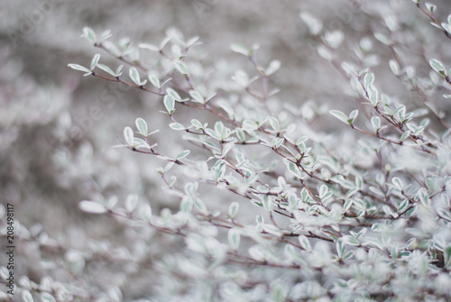 Little plant leaves and branches focused in center in cold tone