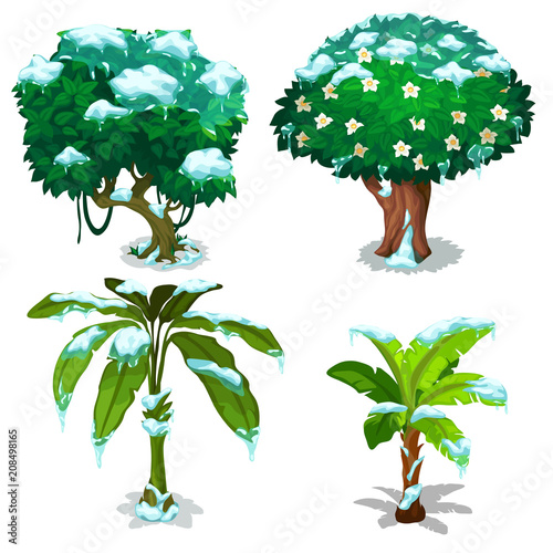 Tropical trees and plants frozen under the snow isolated on white background. Vector cartoon close-up illustration.