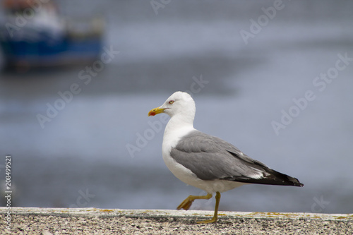 White and gray seagull bird strolls