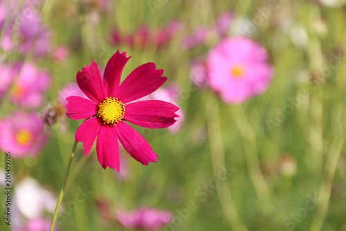 Cosmos flower in the garden