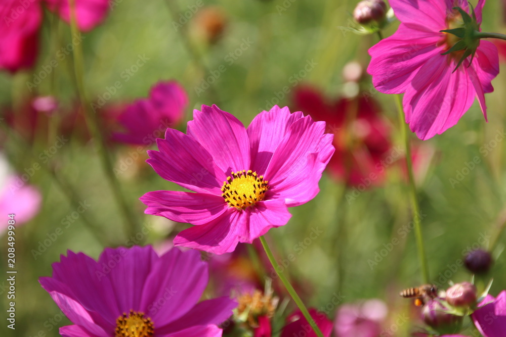 Cosmos flower in the garden Cosmos flower in the garden