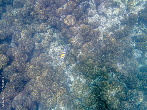 Colorful fishes on the coral reef in the Oman sea - 11