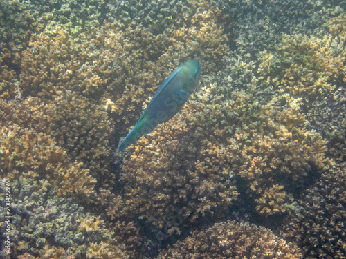 Colorful fishes on the coral reef in the Oman sea - 25