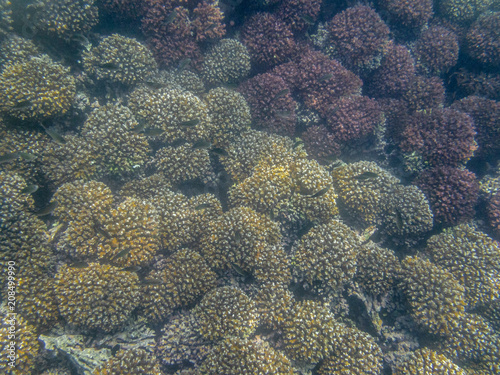 A colorful school of tropical fish on the coral reef in the Oman sea - 3