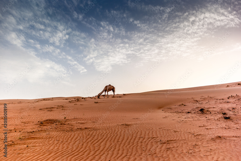 Wild camels on the dunes of the Wahiba Sands desert in Oman at sunset - 1 Wild camels on the dunes of the Wahiba Sands desert in Oman at sunset - 1