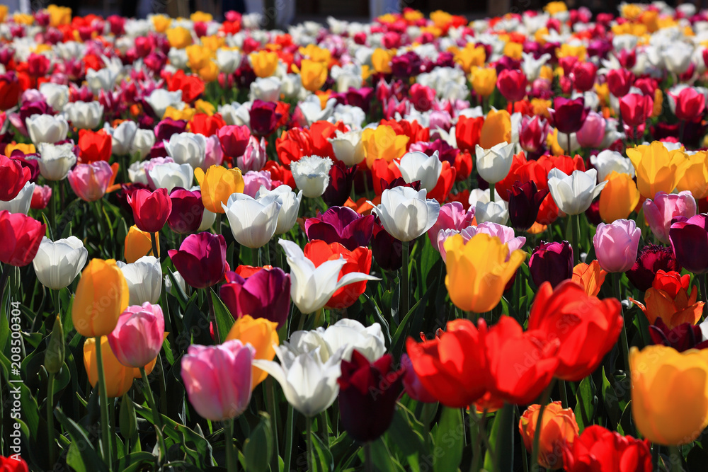 viele bunte Tulpen
