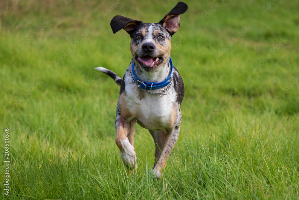 Winston the Catahoula