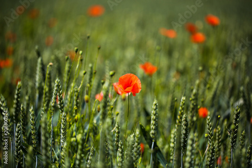 Poppies in the wheat field, sunshine