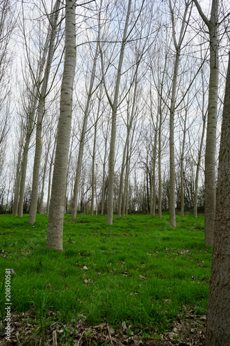 Fototapeta Naklejka Na Ścianę i Meble -  Meadow with poplar trees