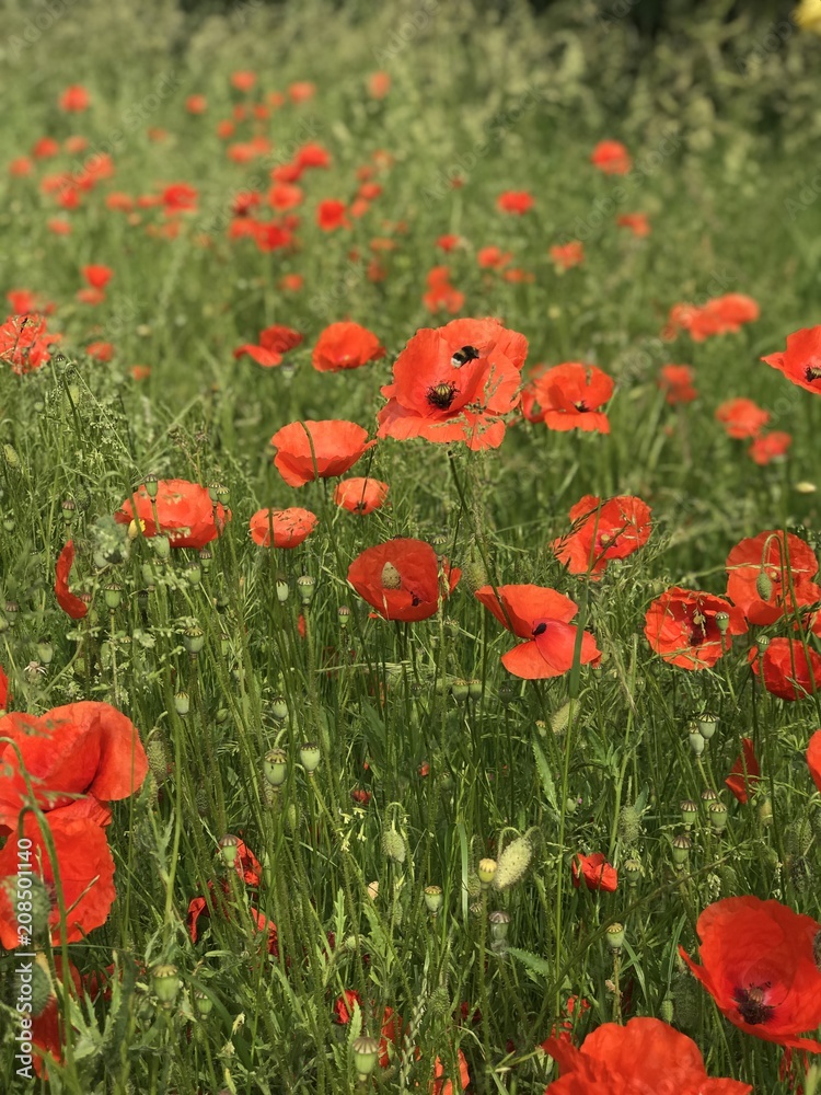 Obraz premium poppies