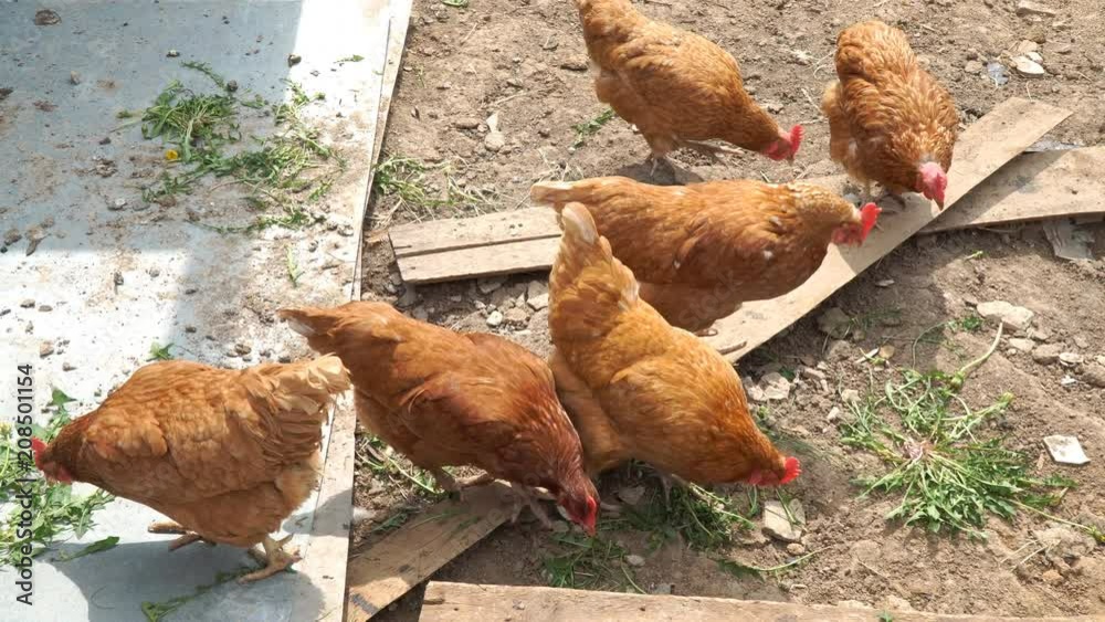 Domestic chicken in the pen peck their food Domestic chicken in the pen peck their food