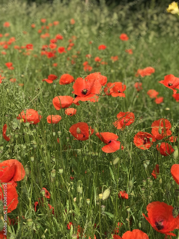 Obraz premium poppies