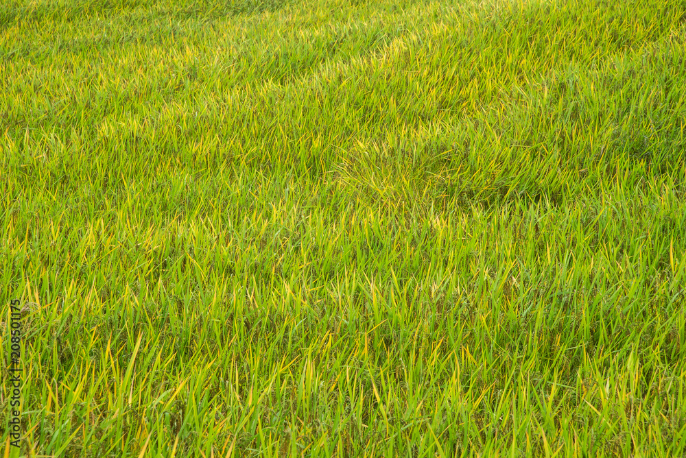 Fototapeta premium Greenery rice field in harvest season beautiful summer natural landscape.